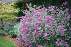 Deep purple lilac varieties home guides sf gate. Bloomerang Dark Purple Reblooming Lilac Syringa X Proven Winners