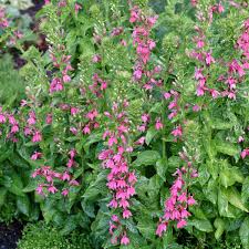 Image result for Lobelia minutula