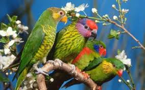 Image result for tbn:ED285OK8yRCGdM::www.hawanaajd.com/backgd/data/media/4/Wallpapers_-_Parrots_-_01.jpg
