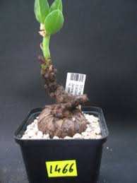 Image result for Monadenium discoideum