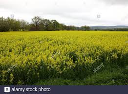 silesia 1945 high resolution stock photography and images alamy