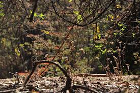 Image result for Combretum microphyllum