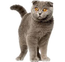 5 things to know about scottish folds