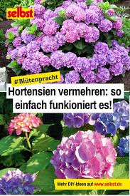 Hortensie Vermehren Selbst De In 2020 Garten Pflanzen Pflanzen Exotische Pflanzen