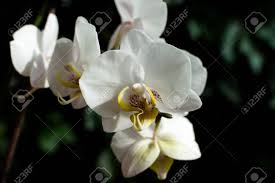 Flora agrícola y de jardín: Blanco Rosa Orquidea Orquidea Blanca En Verde Las Orquideas Blancas Lineas Rosas Flores Naturales Fotos Retratos Imagenes Y Fotografia De Archivo Libres De Derecho Image 67013383