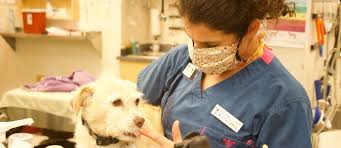 Uncover why healthy pets animal hospital is the best company for you. Home Willits Veterinary Hospital