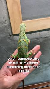 Image result for Polychrus liogaster