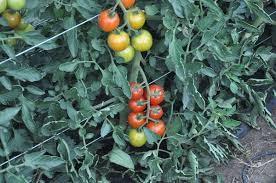 Indeterminate and determinate cherry tomato varieties. List Of Tomato Cultivars Wikipedia