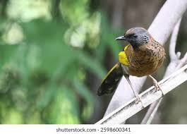 Image result for Erythrocephalum