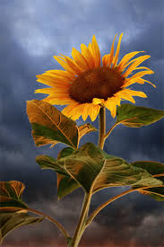 Check spelling or type a new query. Sunflower At Sunset By Floriandra On Deviantart