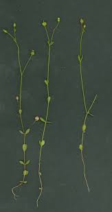 Image result for Linaceae