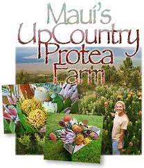 Upcountry Protea Farm Ships Organic Tropical Protea Flowers For Special Maui Hawaii Gifts Http Wp Me P27ygn 127 Maui Travel Maui Vacation Maui