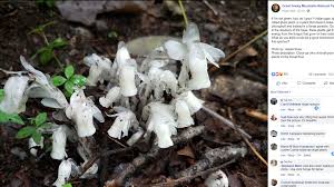 As the attached photo shows. Ghost Plant Parasite Grows In Shadows Of Smoky Mountains Charlotte Observer