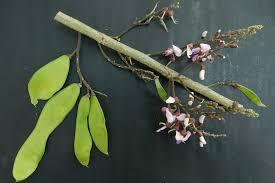 Image result for Lonchocarpus