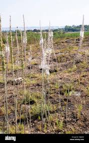 Image result for Seidelia