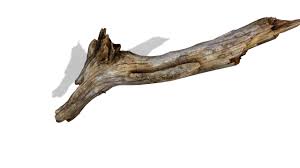 Branch Rotten Wood 3ds 3d Model Rotten 3d Model Branch