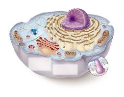 Animal cells are packed with amazingly specialized structures. Animal Cells Functions Quiz