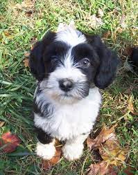 Tibetan Terrier Photo Domani Tibetan Terriers Our Dogs Photo Gallery Album 2 Photo 15 Tibetan Terrier Dog Photos Terrier