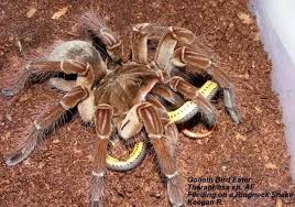 Eating a black widow spider will not normally kill a small predator (birds), however although their venom is extremely potent, (15 times more potent than that of the rattlesnakes, it is also reported to be much more potent than the venom of cobras and coral snakes), these spiders are not especially large. Is It Possible For A Spider To Kill A Snake Quora