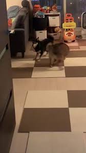 dogs playing can t understand the rule of this game though cute animals cute dogs funny dogs