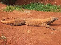 Biawak dengan nama ilmiah varanus salvator atau yang biasa disebut kadal air karena kemampuan berenang yang sangat baik. Komodo Wikipedia Bahasa Indonesia Ensiklopedia Bebas
