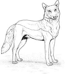 Klicke hier um dein gratis ausmalbild wolf auszudrucken. Roter Wolf Ausmalbilder Kostenlos Zum Ausdrucken