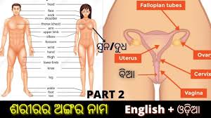 I never broke any of my body parts. Body Parts Name In English To Odia à¬¶à¬° à¬°à¬° à¬…à¬™ à¬—à¬ª à¬°à¬¤ à­Ÿà¬™ à¬—à¬° à¬¨ à¬® Learn English In Odia Part 1 Youtube