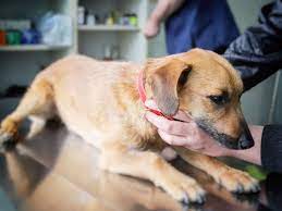 Lebenswoche) nach deutschland transportiert werden. Impfungen Beim Hund Schutzt Vor Hundekrankheiten Hundund De
