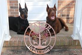 Through paypal on our website at. Akc European Doberman Puppies In Virginia