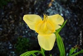 Image result for Pavonia rogersii