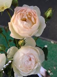 Rose Gerald Van Der Kemp Fondation Claude Monet Roseraie Jardins