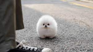 White Teacup Pomeranian Miniteacuppuppy Youtube