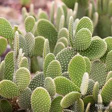 Grow Desert Plants Desert Plants Desert Landscaping Plants