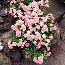 My roses looks like really old to be honest the price of the product is too high for the materials and the boxing . Rose The Fairy White Flower Farm