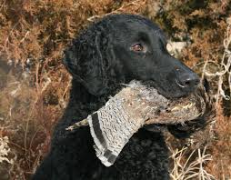 Curly coated retriever dogs, photos, videos, breed history, health, and pups for sale from experienced breeders and owners at planetcurly.com. Breed Profile The Curly Coated Retriever