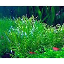 Image result for Pogostemon rogersii