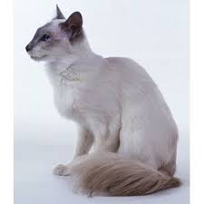 balinezijskaya balinez balinese koshka foto cena prodolzhitelnost zhizni ves harakteristika otzyvy balinezijskaya koshka krasivye koshki koshki i kotyata