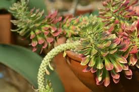 Image result for Monadenium lugardiae