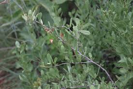Image result for Gymnosporia heterophylla