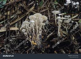 Image result for Marasmius sp.