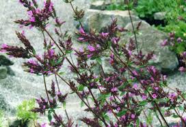 Image result for Origanum