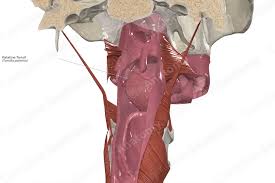 Image result for tonsilla palatina