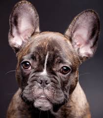 Start by drawing the eyes and nose of your french bulldog. French Bulldog