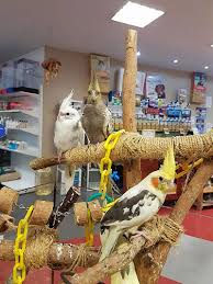These are just some of the latest additions to our baby bird nursery. Hand Raised Cockatiles For Sale Brontosaurus Pet Store Coffs Harbour