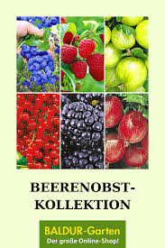 Beerenobst Kollektion 1a Qualitat Kaufen Baldur Garten Obst Erntezeit Himbeeren