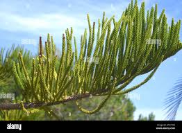 Image result for Araucaria columnaris