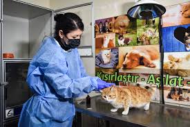 kedileri tehdit eden fip hastaligi icin tedavi gelistirildi bilimfili com