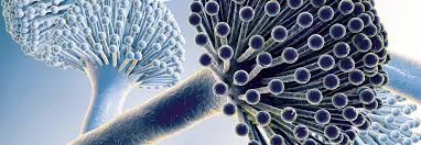 Image result for Asparagus aspergillus