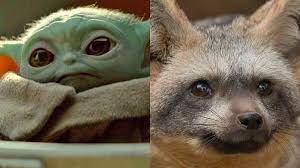 Baby Yoda S Cute Voice Created By Kinkajous And Big Eared Foxes Lucasfilm Reveals Star Wars Characters Disney Plus Yoda Voice
