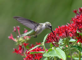 Best flowers for hummingbirds in georgia. 8 Top Books About Bird Behavior Habitat Hummingbirds And More